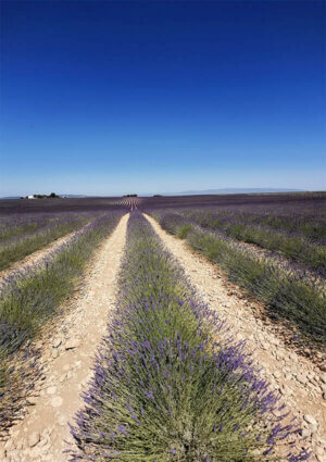Miel de Lavande de Valensole