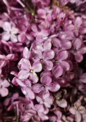 Confiture de fleur de Lilas