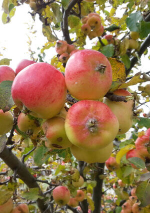 Gelée de Pommes de Montagne