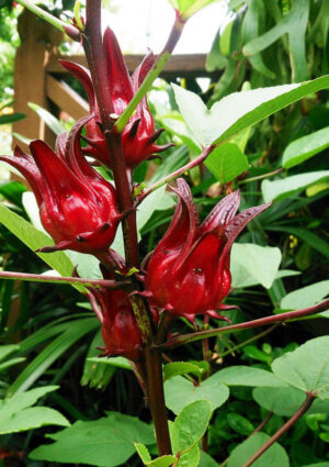 Délice de Fleur d'Hibiscus (Roselle, Bissap, Krajieb, Hibiscus sabdariffa)