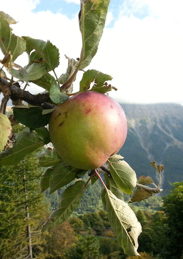 Jus de Pommes Sauvages d'Orcieres – Image 3